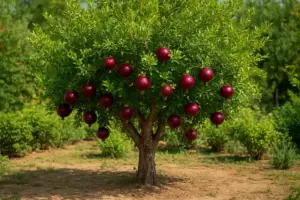 Melograno albero in giardino: come coltivarlo con successo
