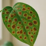 Malattie delle foglie: come riconoscerle e curarle