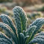 Varietà resistenti al freddo: come scegliere le piante giuste